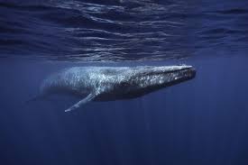 blue whale