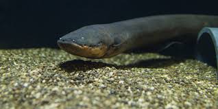 Read more about the article 5 Shocking Facts About Electric Fish That Will Blow Your Mind