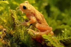 Read more about the article Where to Find the Kihansi Spray Toad — the Frog That Gives Birth Inside Its Body